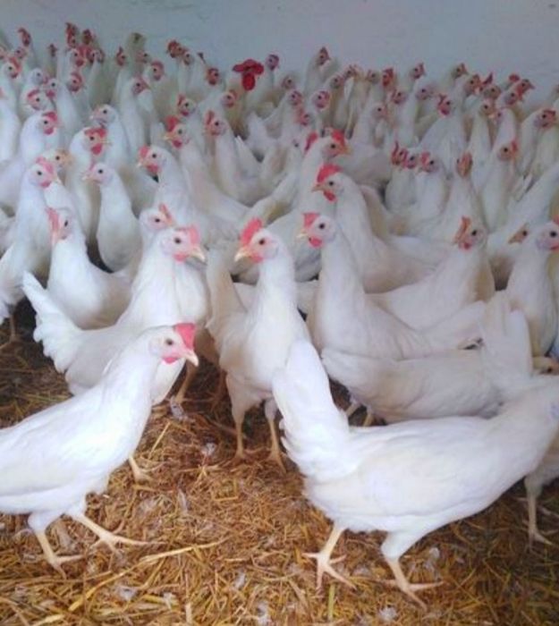 Kury Leghorn Leghorny 23tyg Dostawa