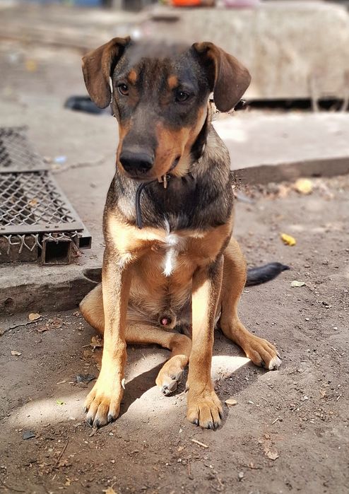 Ищет дом крупный пес, на охрану.