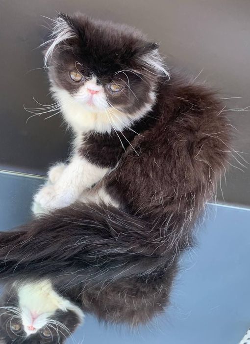 Чорно біла красуня чекає батьків