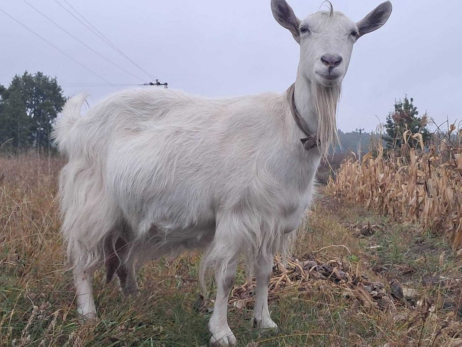 Продаю козу білу