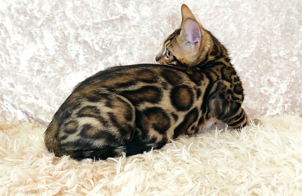 Ексклюзивний бенгальський хлопчик, бенгал, кошенята