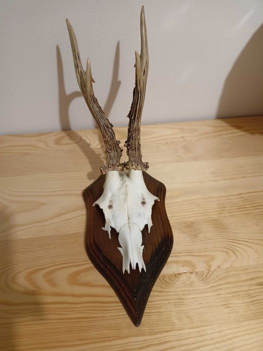 Poroże jelonka z deską