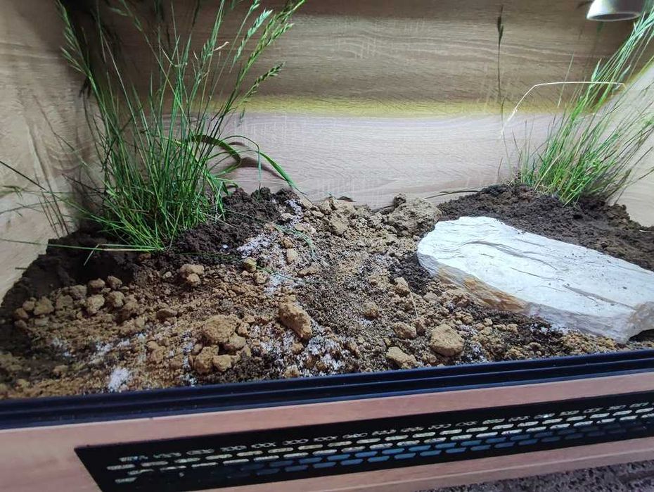 Terrarium pustynne nr564 80/40/40 dla żółwia lądowego - NA ZAMÓWIENIE