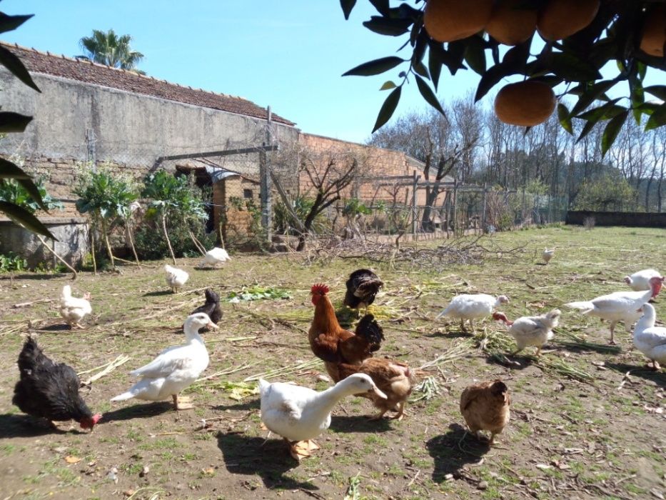 Ovos Caseiros do Campo (Dúzia 3,00€)