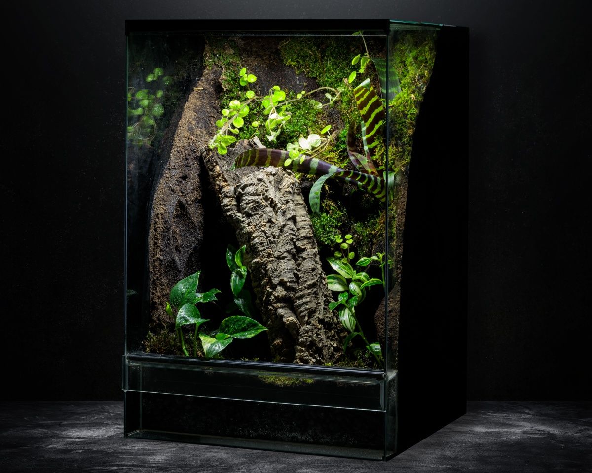 Terrarium tropikalne 40x40x60