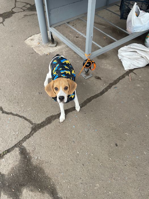 Собака, дівчинка бігль