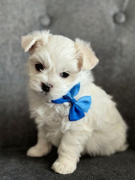 Maltańczyk szuka domy