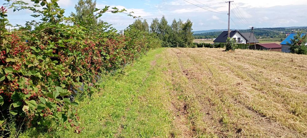działka budowlana gmina Czchów