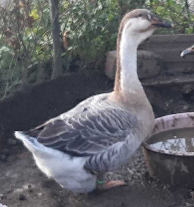 Gąska Kubańska, Indor Staropolski, KACZKI Biegus, ostatnie z 2025r