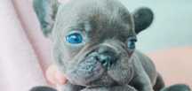Buldog francuski niebieski