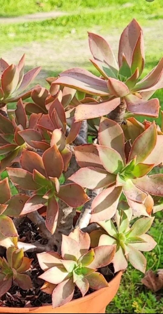 Planta suculenta