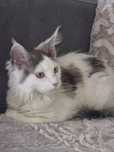 Maine Coon śliczna  kotka