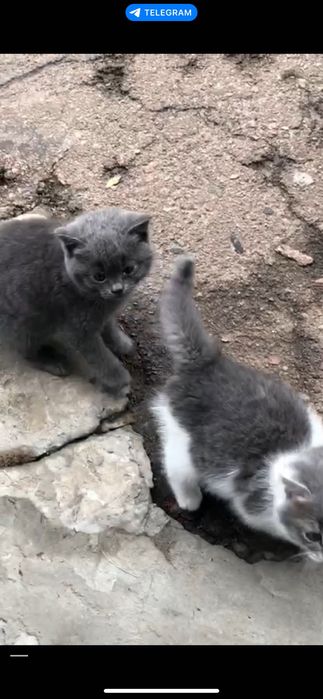 Кошеня, 2 сірих, 2 міс.