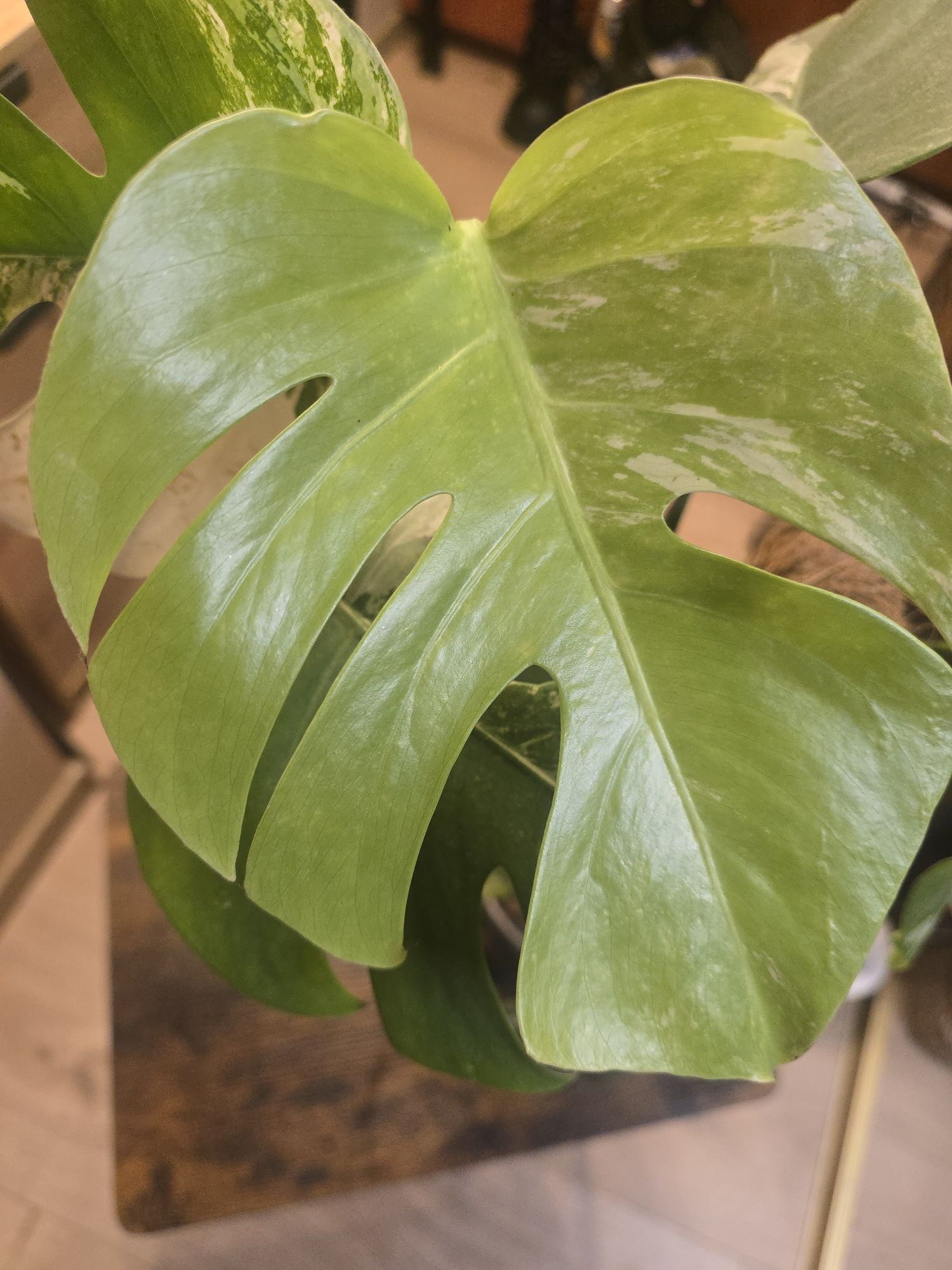 Monstera variegata