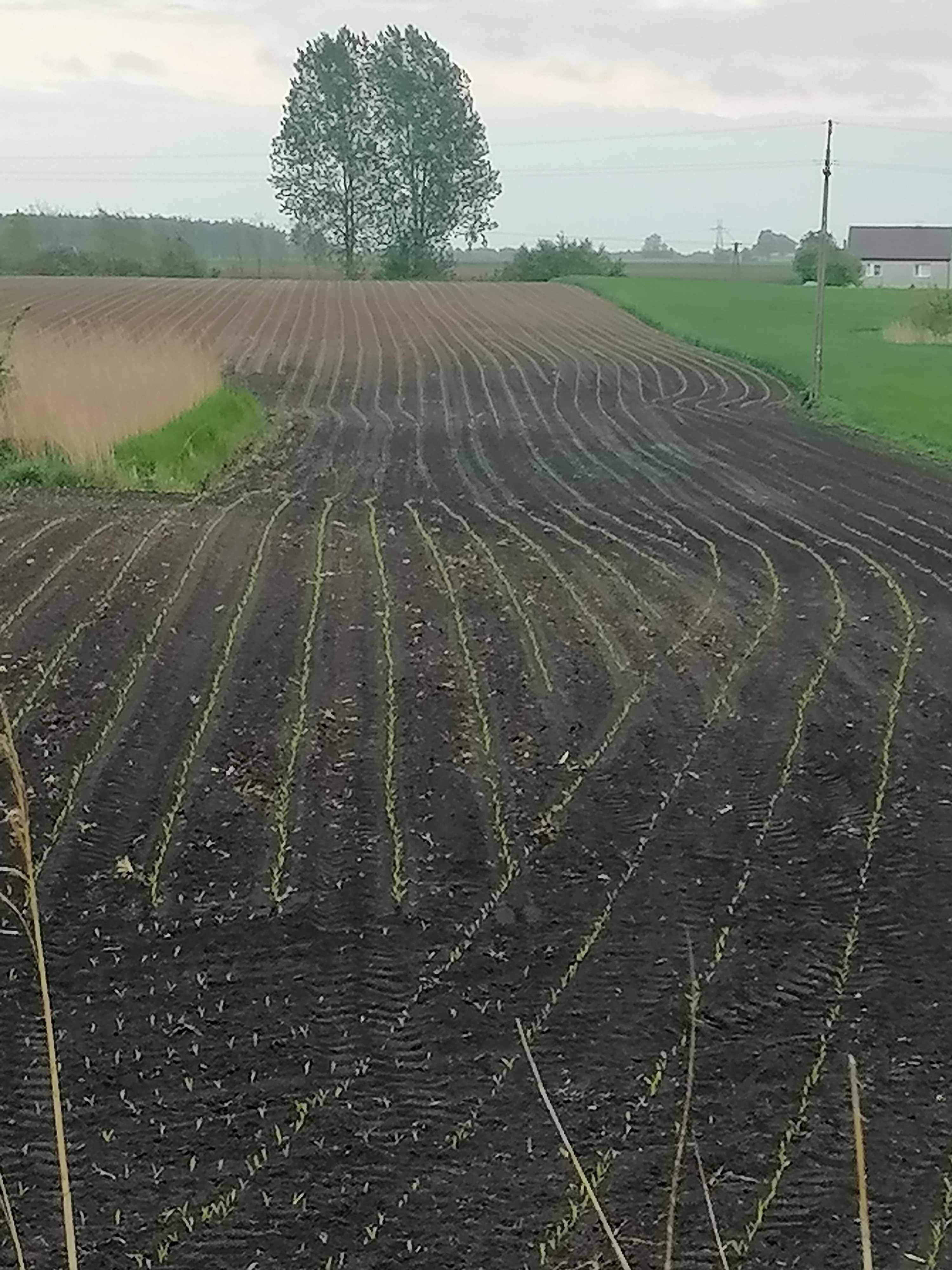 Siew kukurydzy gaspardo 6 rzędów GPS cebuli warzyw monosem na GPS