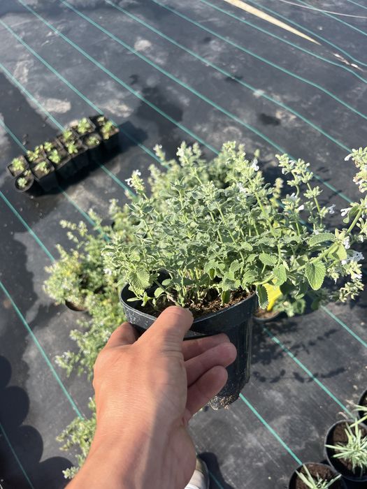 Продам Котовник Фассена, (білий) в горщику 1.5л на осмокоті