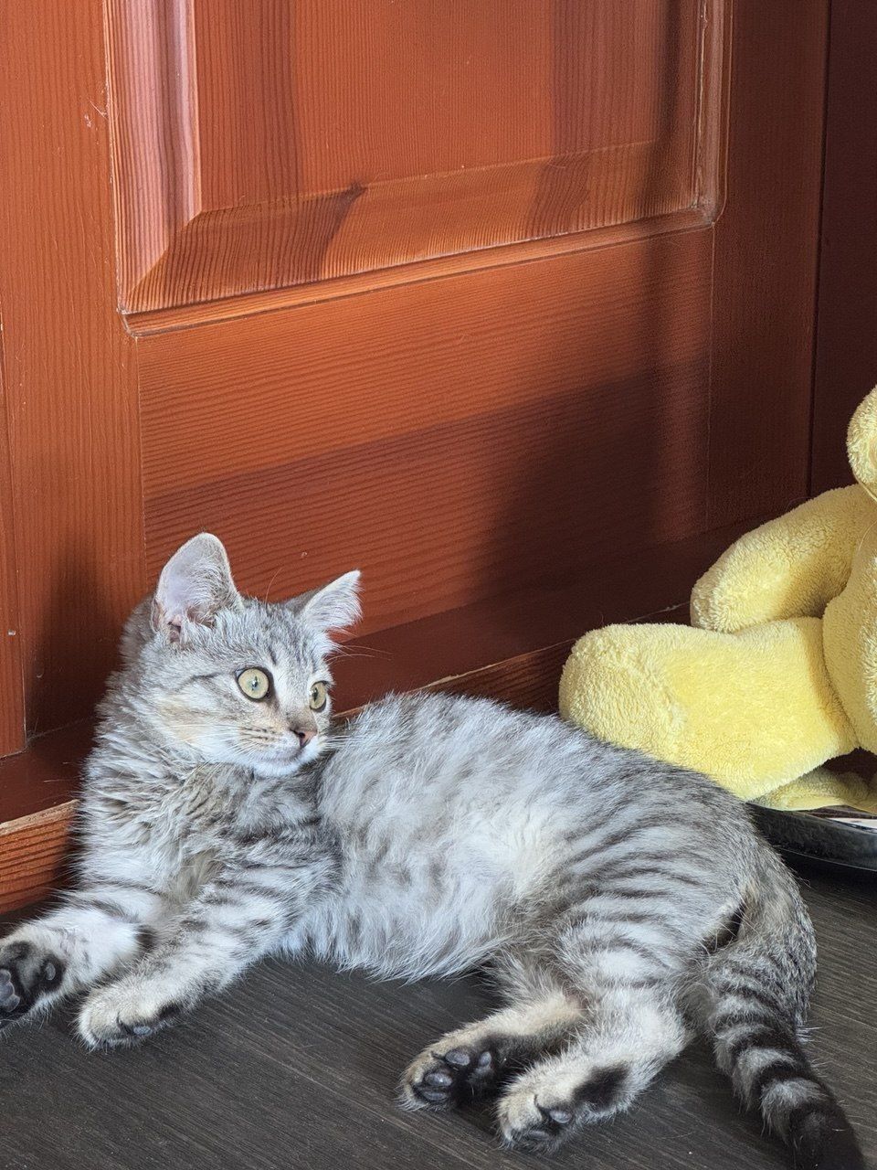 Кошечка метис скотиш страйт ищет семью