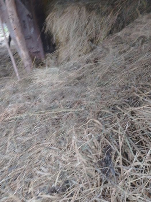 Продам Сино різнотрав'я ячмінь