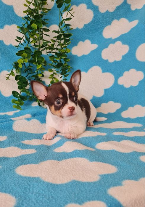 Excecional mini Chihuahua/Chiuaua LinhagemRussa. Qualidad