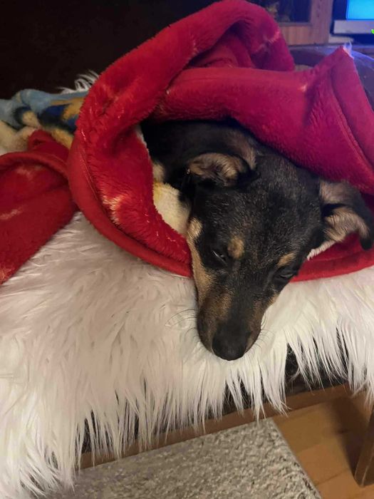 Nela ma 4 miesiące i szuka domu .