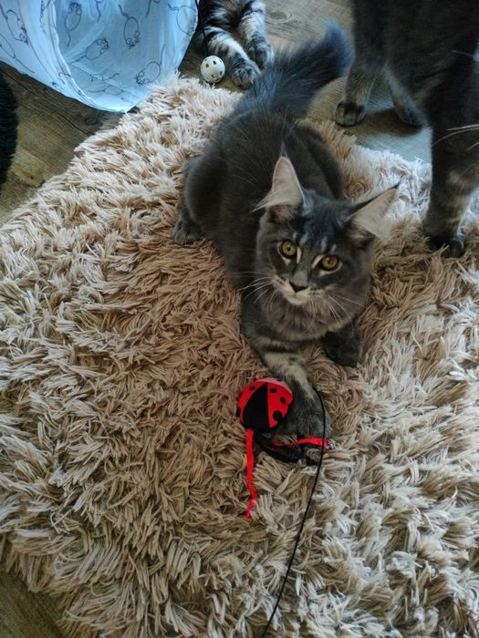 Kot maine coon, kocurek gotowy do odbioru
