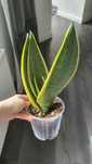 Sansevieria white snow
