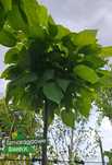 Katalpa NANA  Surmia bignoniowa na pniu 140-200cm Catalpa bignonioides