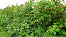 Maliny Naturalne Zbieram Zamowienia