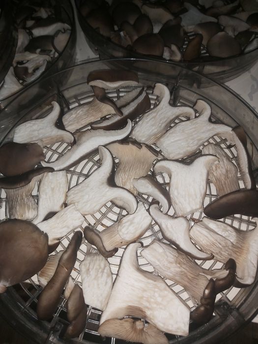 Вешенки .Гливы сушенные. Вешанки. Гливи сушені