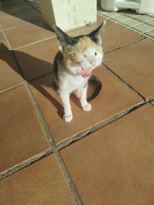 Gata pequena tricolor com 3 meses