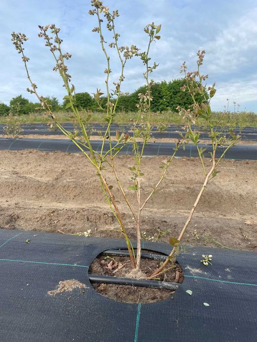 Agrotkanina z otworami 110g wieloletnia Borówka agrowłóknina tuje 100m