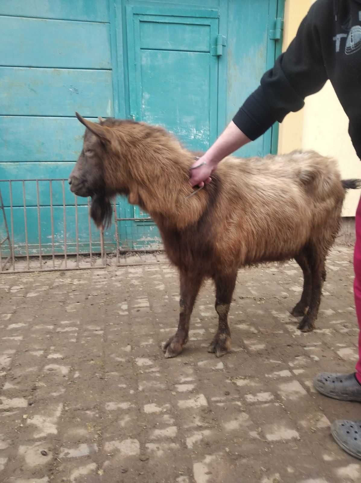 Чистопородный 100 % альпийский безрогий козел, покрытие коз.