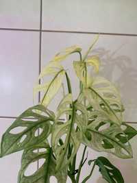 monstera adasoni archipelago variegata, sadzonka szczytowa