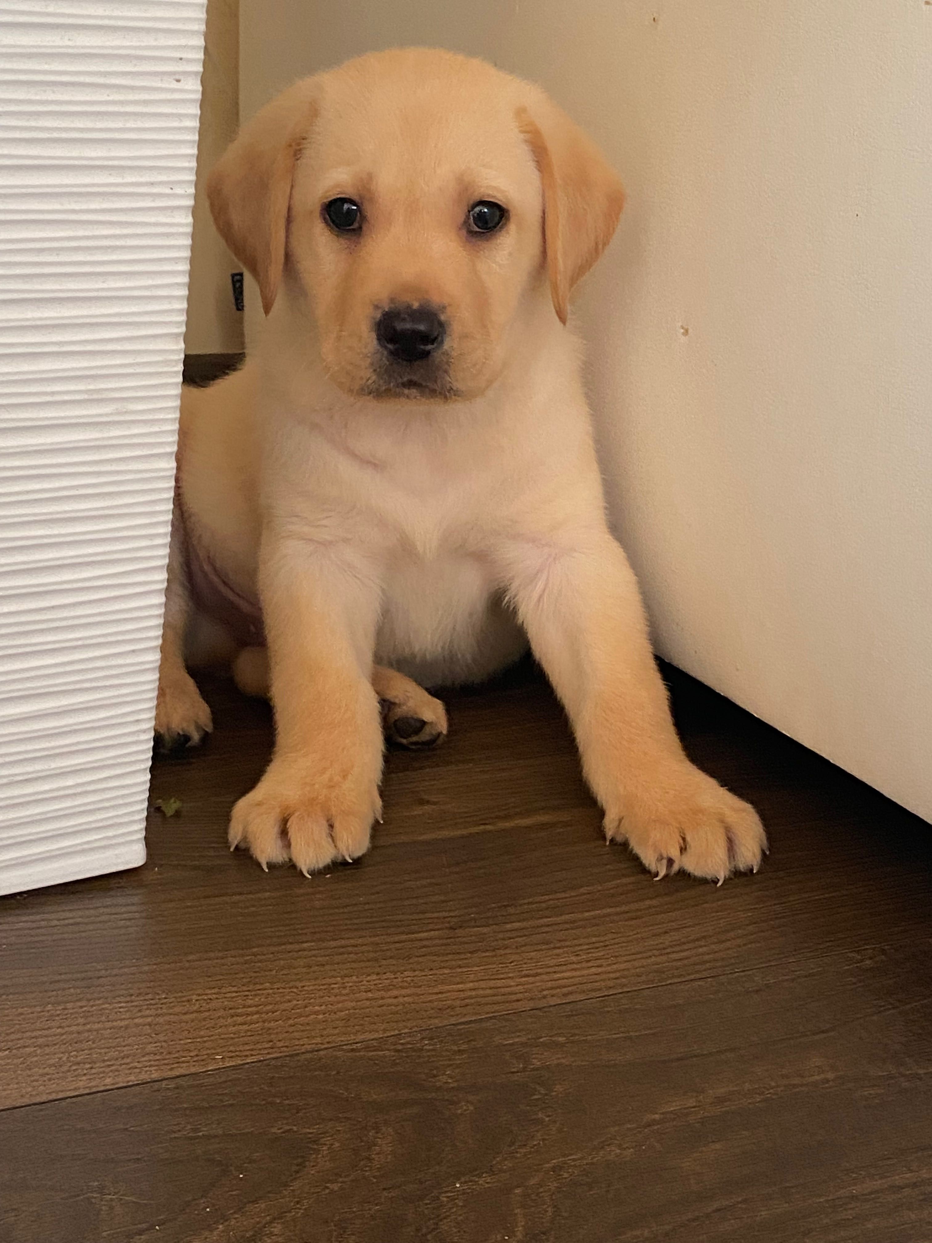 Labrador biszkoptowy