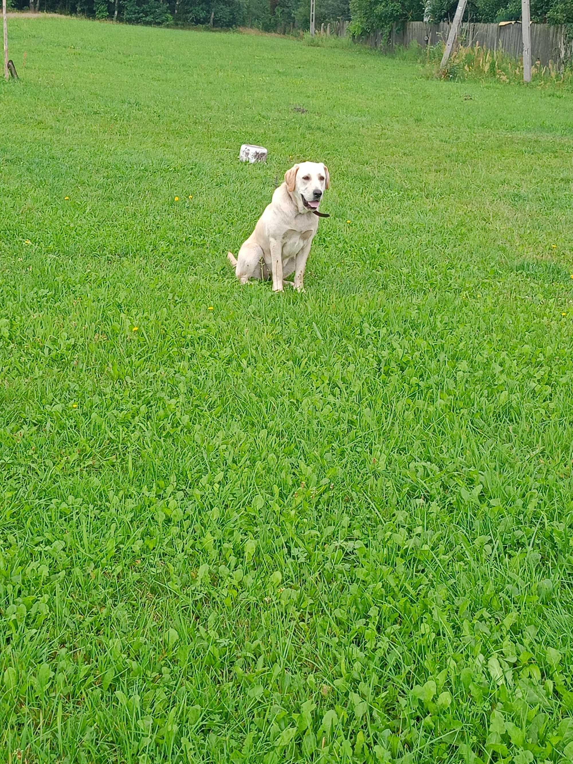 Labrador suczka biszkoptowa