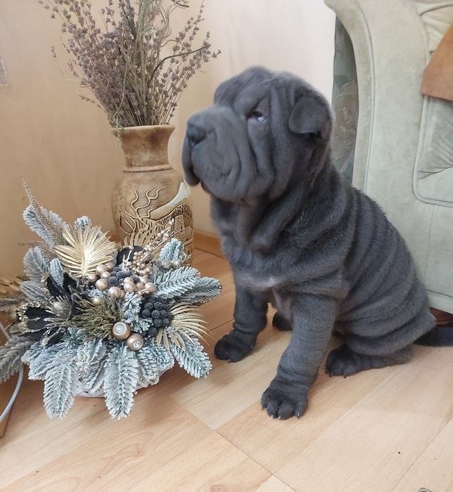 Щенки шарпея голубого и кремового окраса.