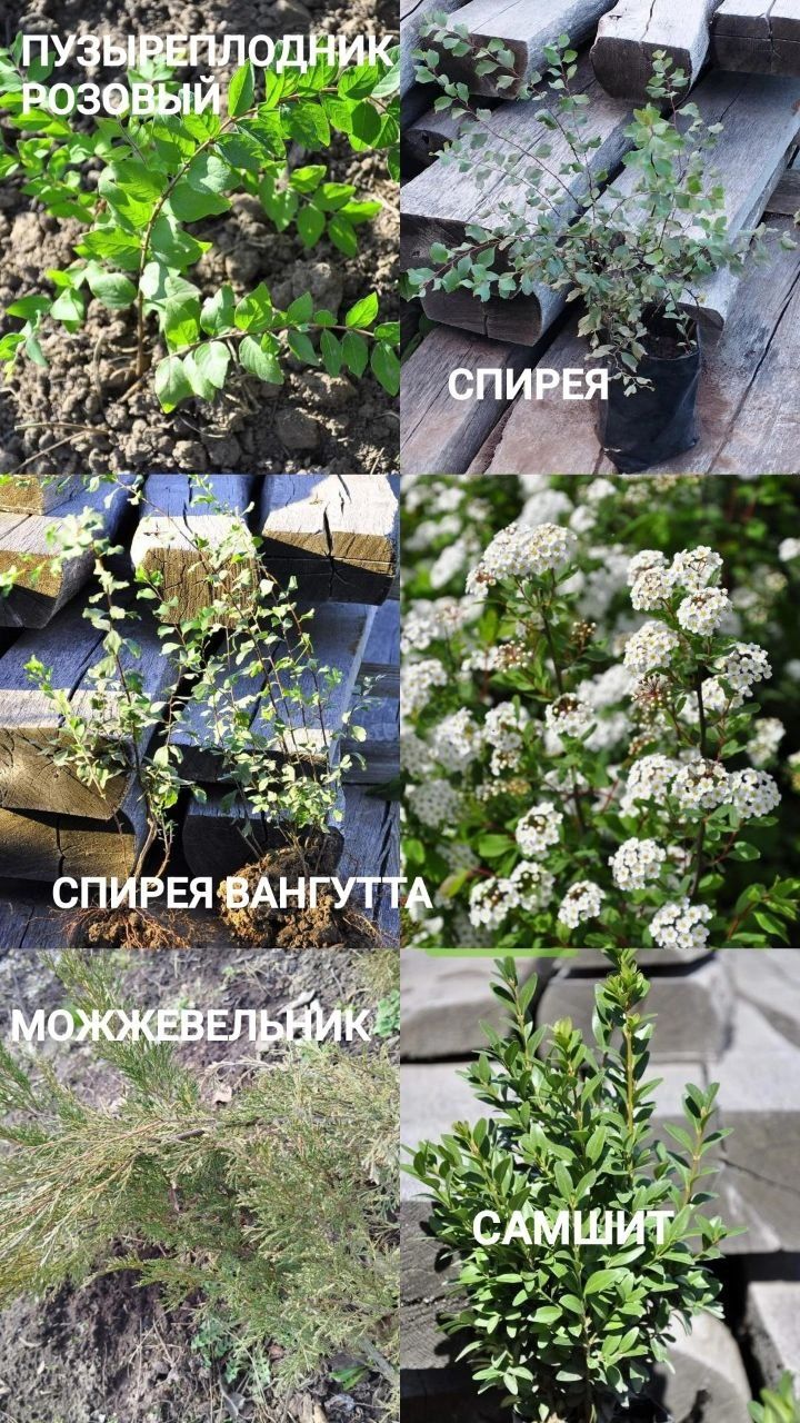 Лилия Кандидум Ирисы Ромашка Многолетние Цветы и Кустарники