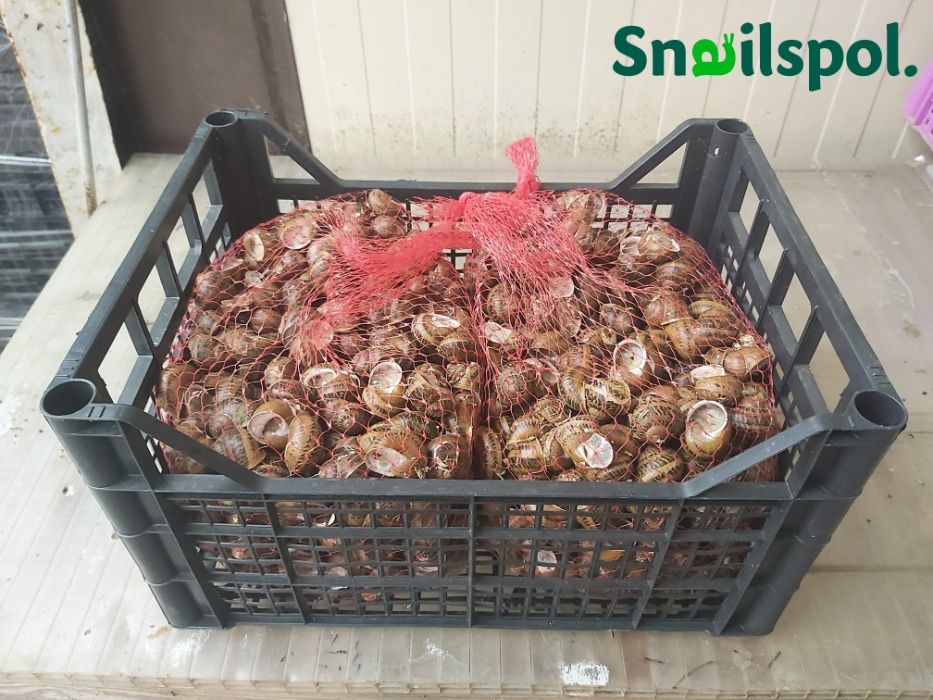 Skup ślimaków / Muller 1kl 13zł-15zł, 2kl 8zł /Maxima/Got.Przele100%