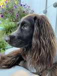 Polski spaniel myśliwski szuka domu / domu tymczasowego