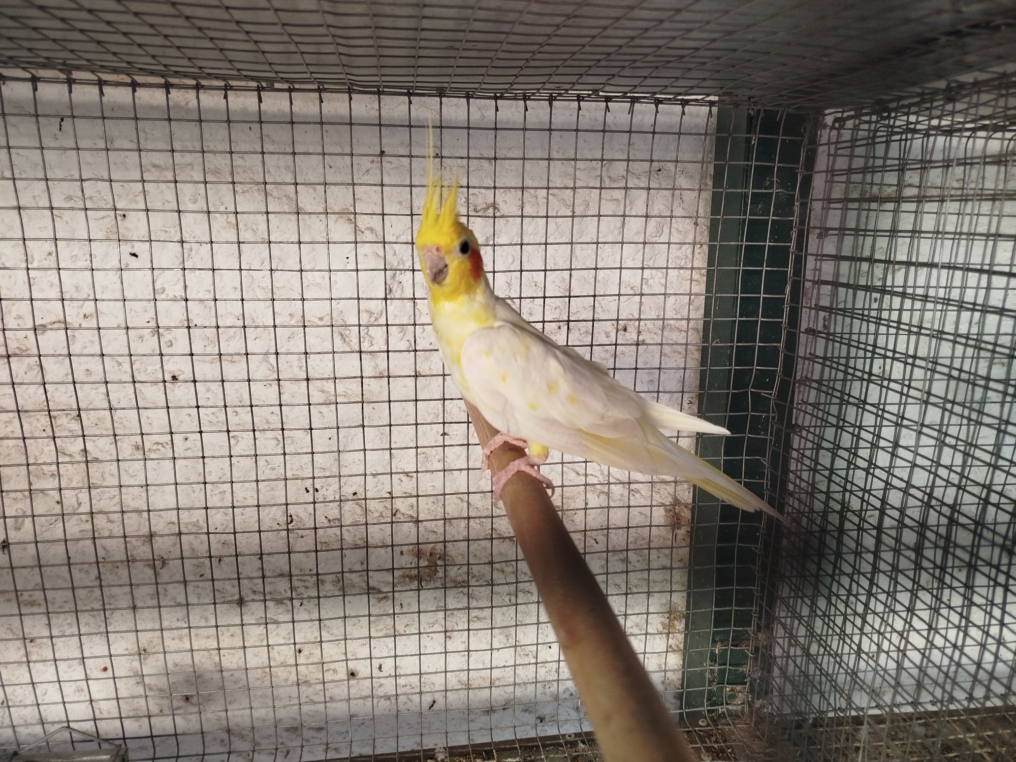 Casal caturras (não vendo separado)