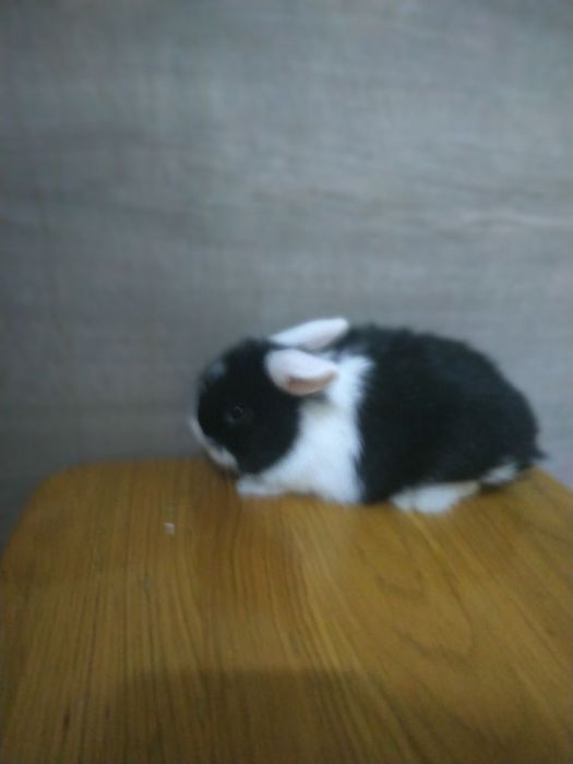 Кролик міні Лоп , міні кролик, карликовий кролик