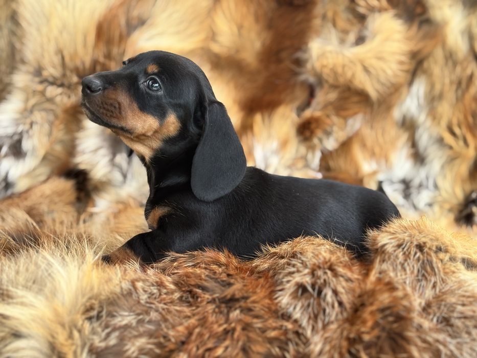 Jamnik krótkowłosy