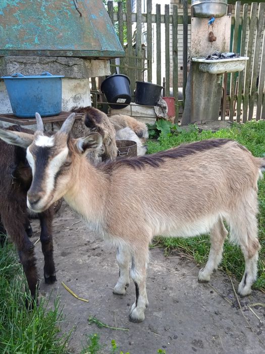 Козенята породисті