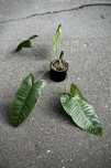 Philodendron sharoniae - XXL duży Filodendron o wielkich liściach