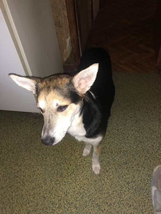 Отдам собаку в добрые руки !