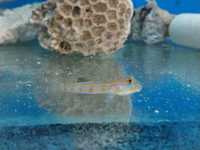 Akwarium morskie-Valenciennea puellaris