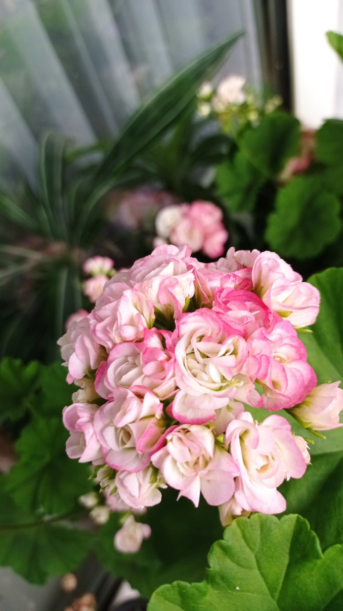 Sprzedam pelargonie