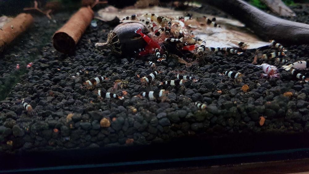 Krewetki Caridina Mix