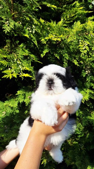 Wyjątkowej urody dziewczynka ZKWP /FCI/