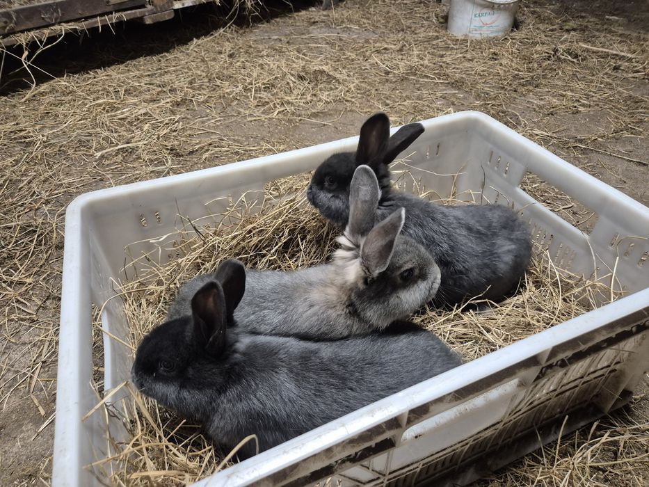 Króliki Wiedeńskie Niebieskie młode